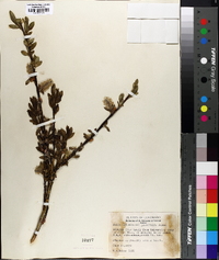 Salix planifolia image