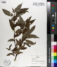 Salix rigida image