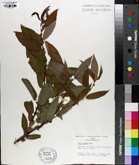 Salix rigida image