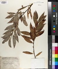 Salix rigida image
