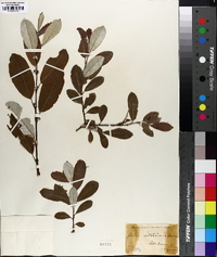 Salix sitchensis image