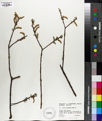 Salix elaeagnos image