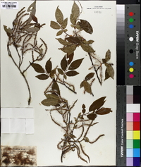 Salix japonica image
