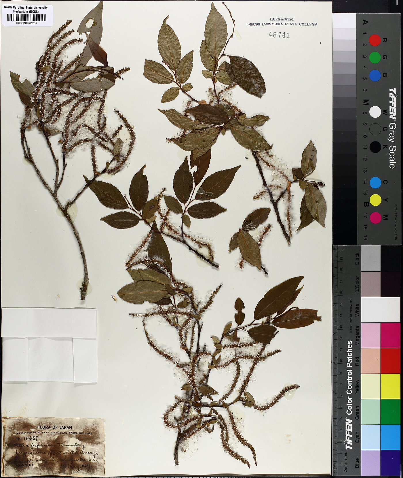 Salix japonica image