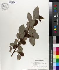 Image of Salix macrophylla