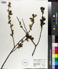 Salix nigricans image