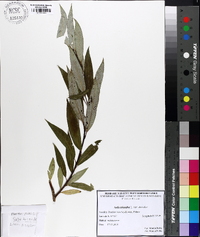 Salix triandra image