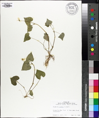 Viola pubescens var. scabriuscula image