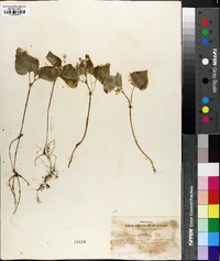 Viola pubescens var. scabriuscula image