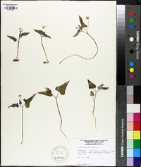 Viola hastata image