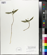 Viola hastata image