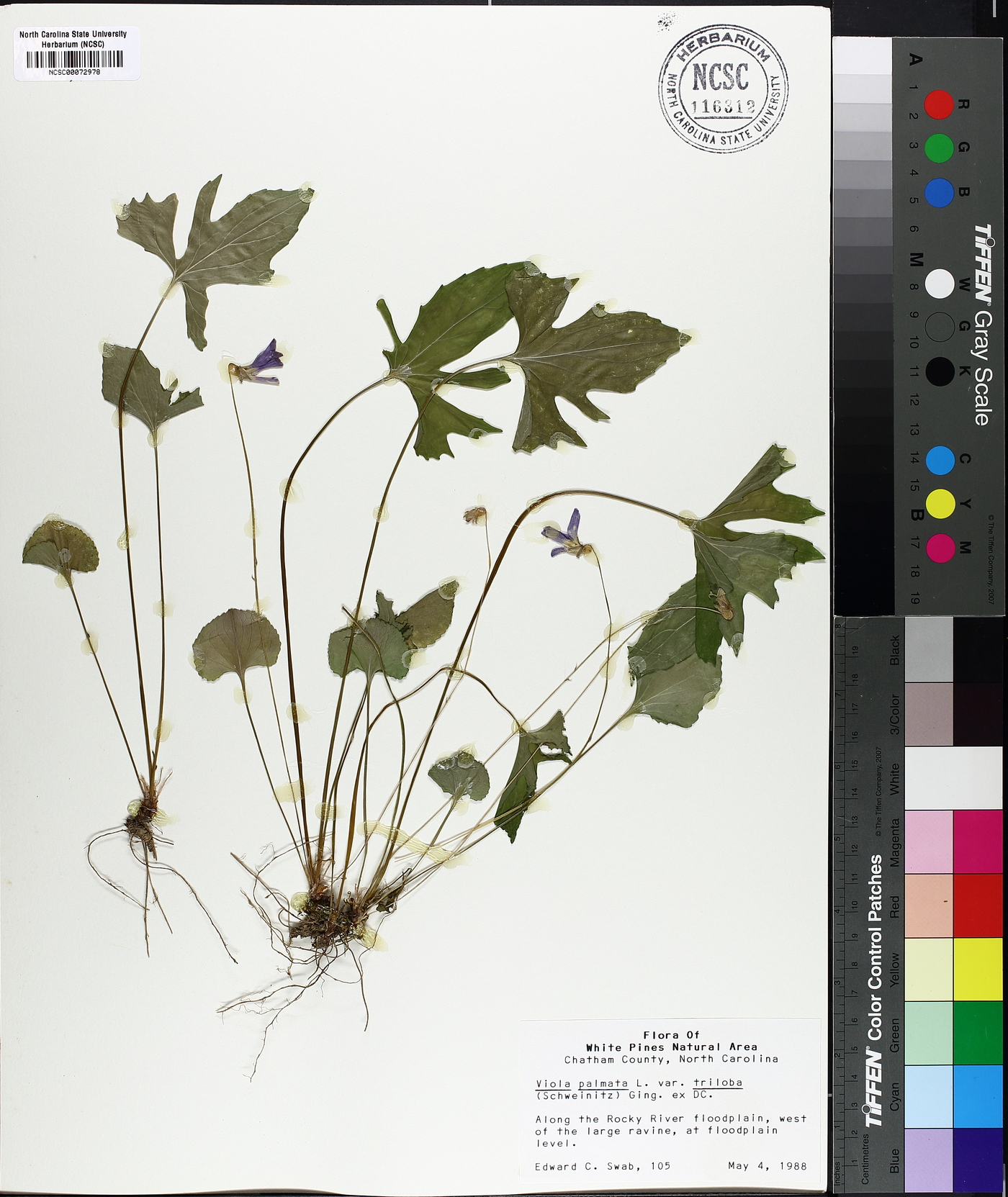 Viola palmata var. triloba image