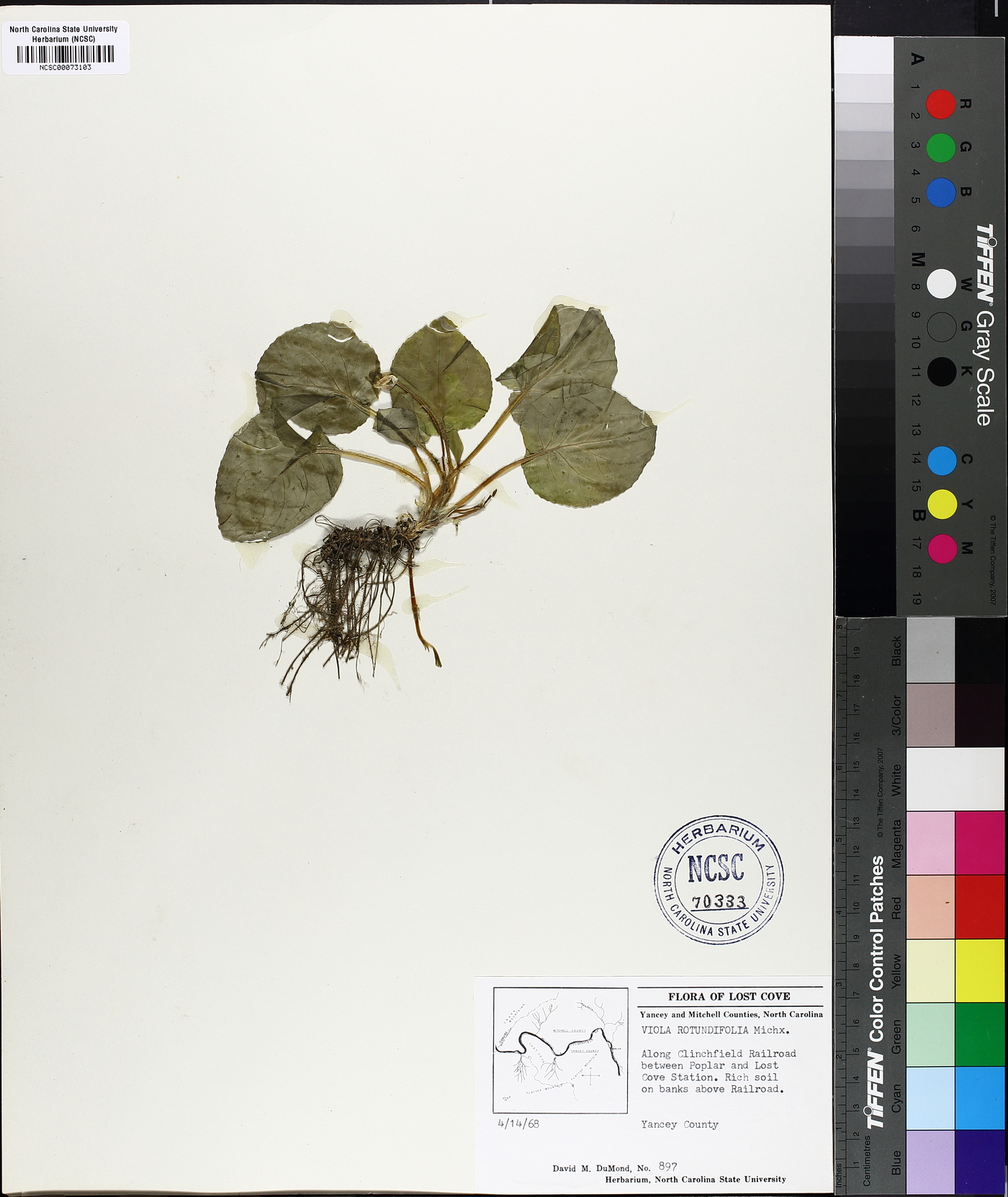 Viola rotundifolia image