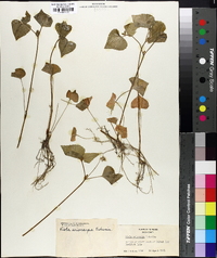 Viola pubescens var. scabriuscula image