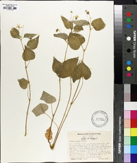 Viola canadensis var. rugulosa image