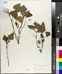 Viola pubescens var. scabriuscula image