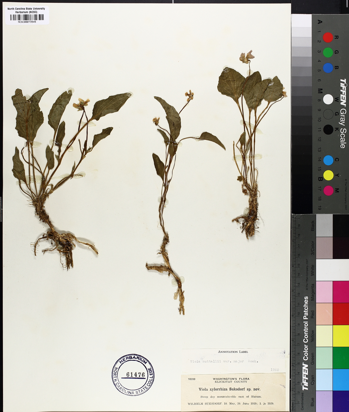 Viola nuttallii var. major image