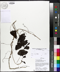 Dioscorea collettii var. hypoglauca image