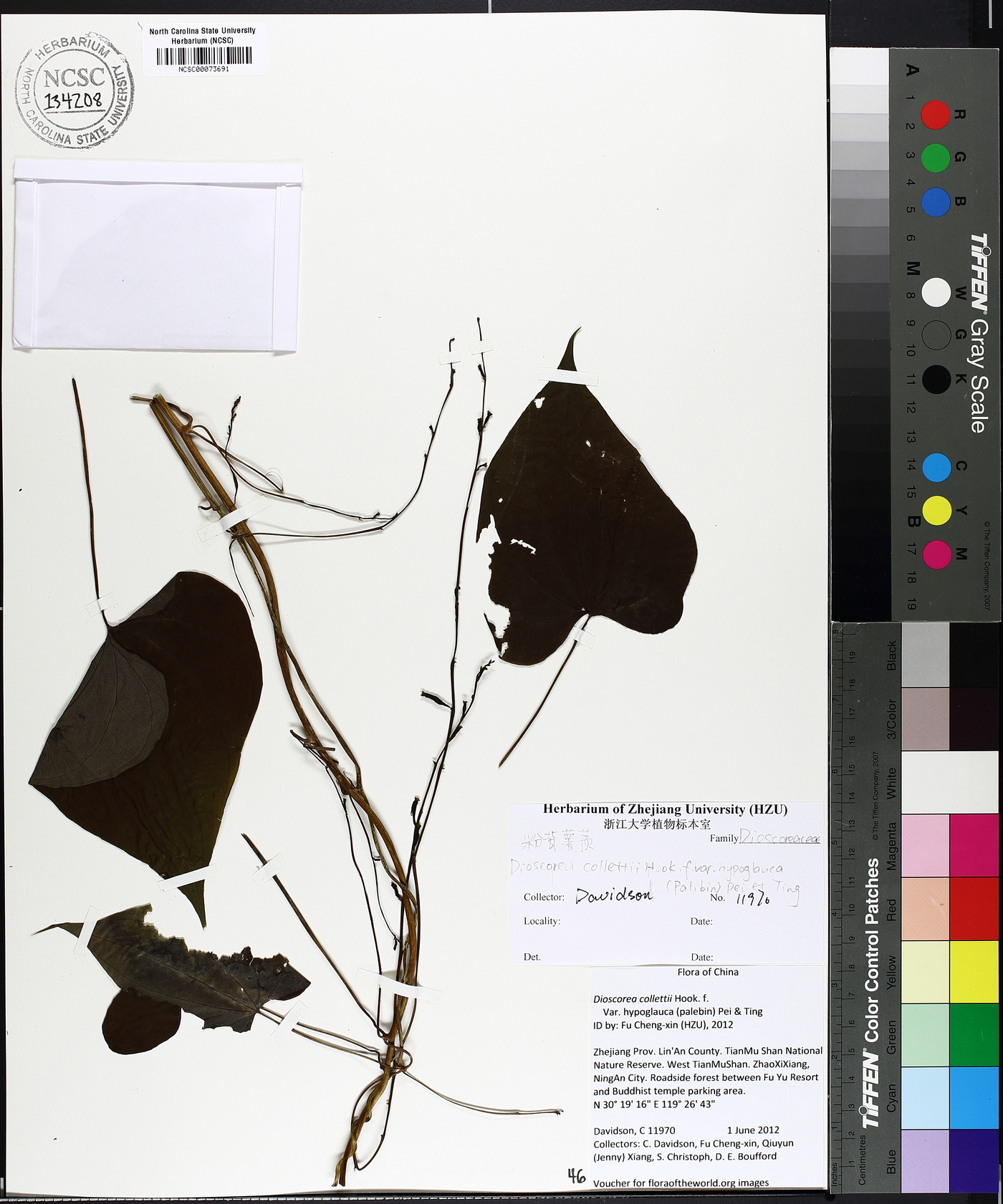 Dioscorea collettii var. hypoglauca image