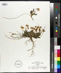 Viola hirta image