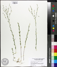 Linum virginianum var. medium image