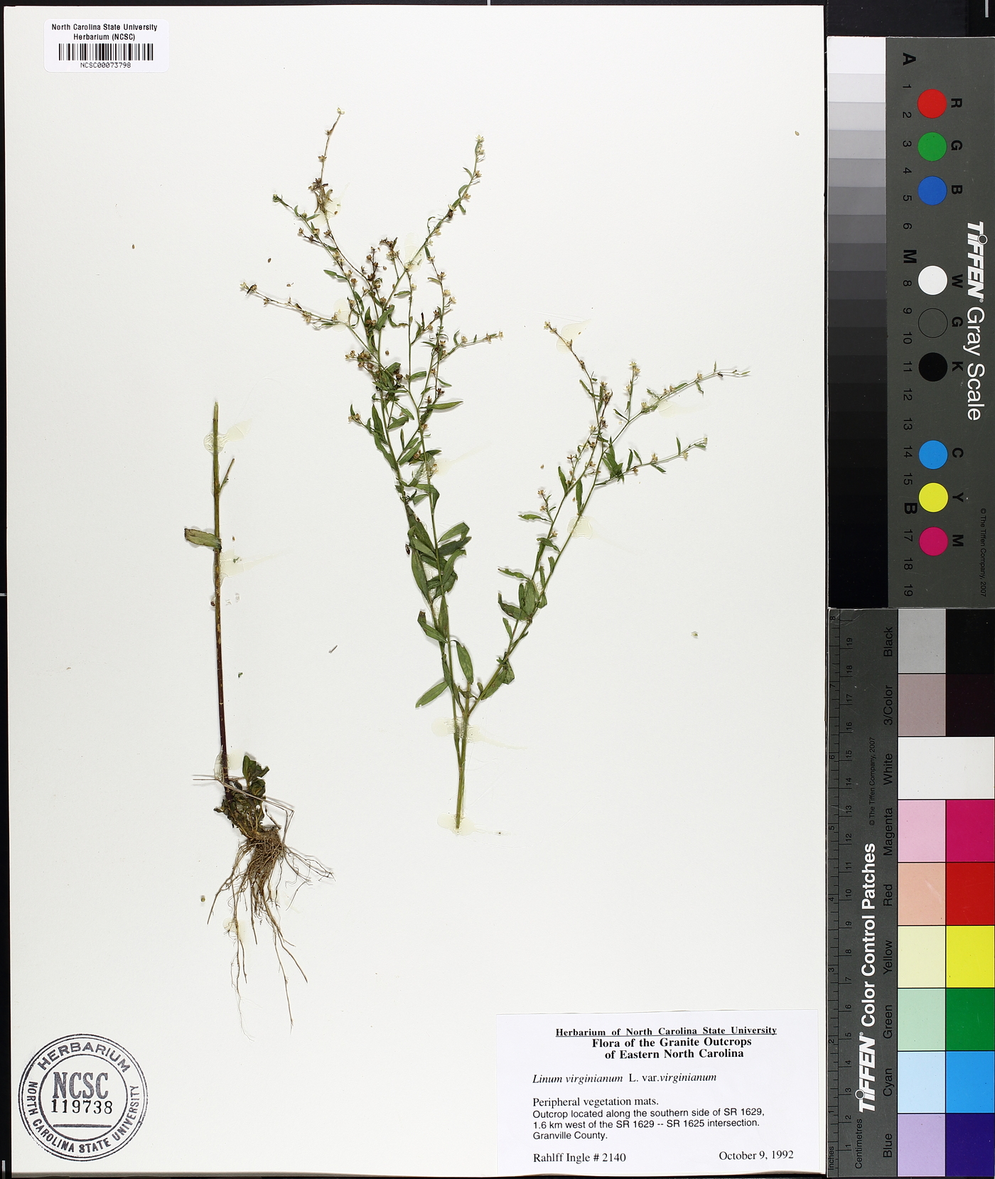 Linum virginianum var. virginianum image