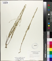 Linum medium var. texanum image