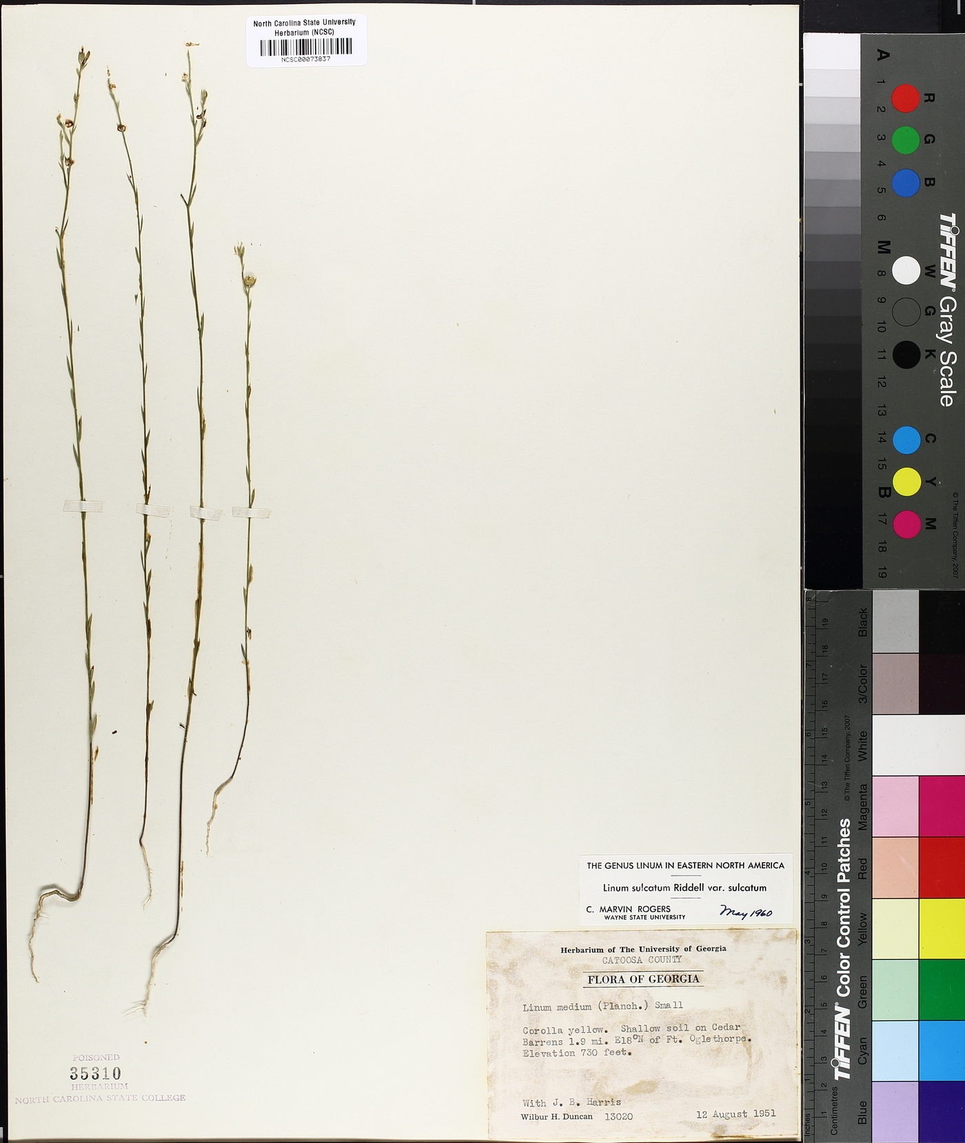 Linum sulcatum var. sulcatum image