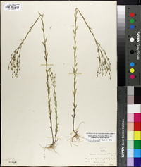 Linum medium var. texanum image