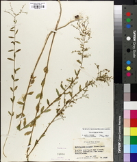 Linum striatum image