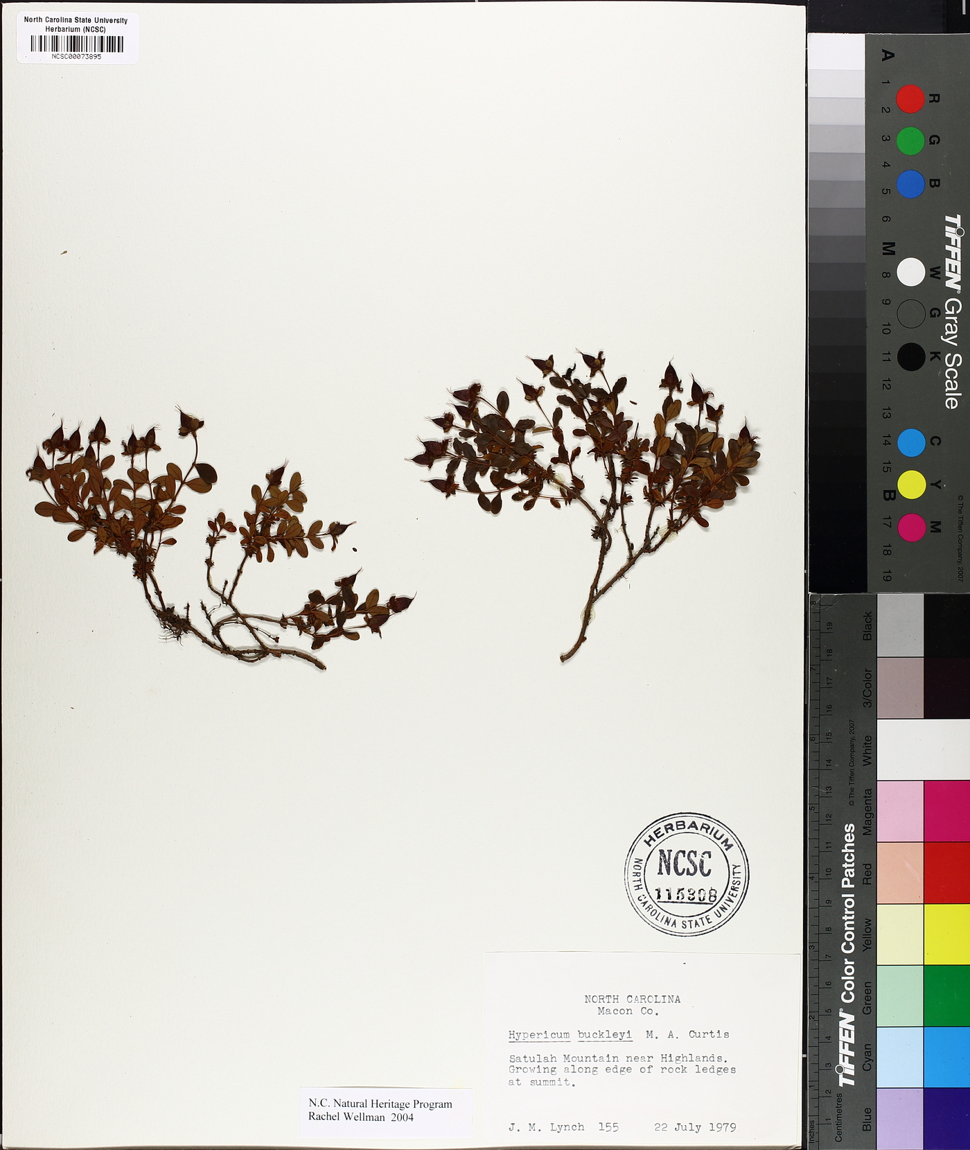 Hypericum buckleyi image