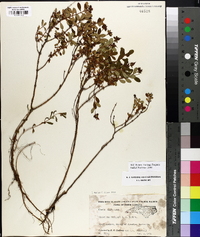 Hypericum buckleyi image