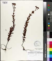 Hypericum cistifolium image