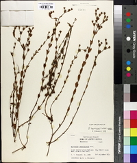 Hypericum denticulatum image