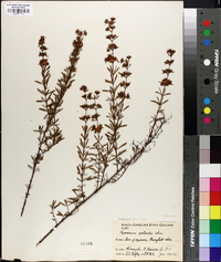 Hypericum galioides image