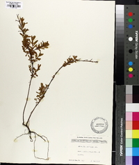 Hypericum galioides image