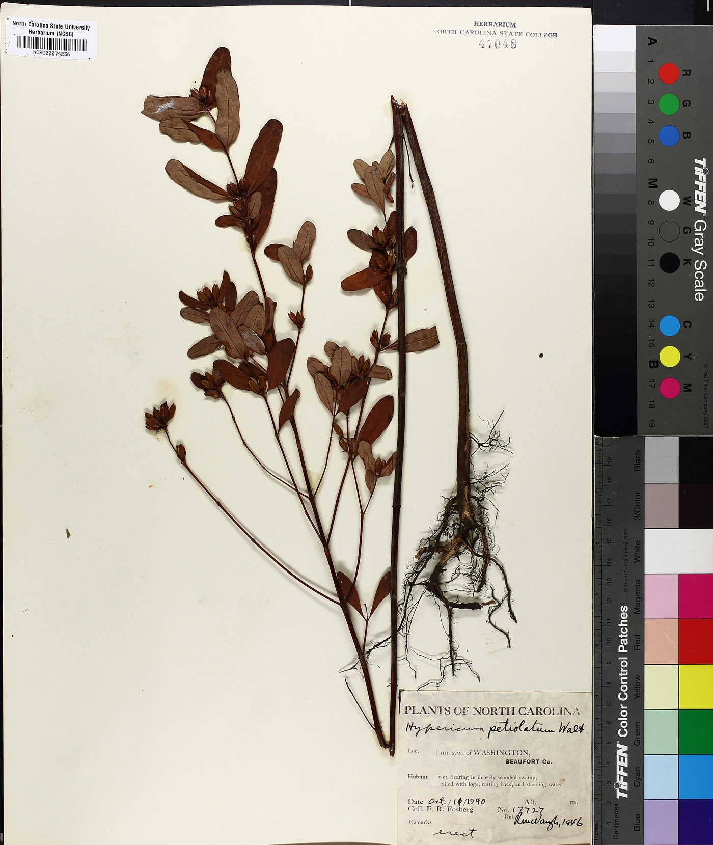 Vismia petiolata image