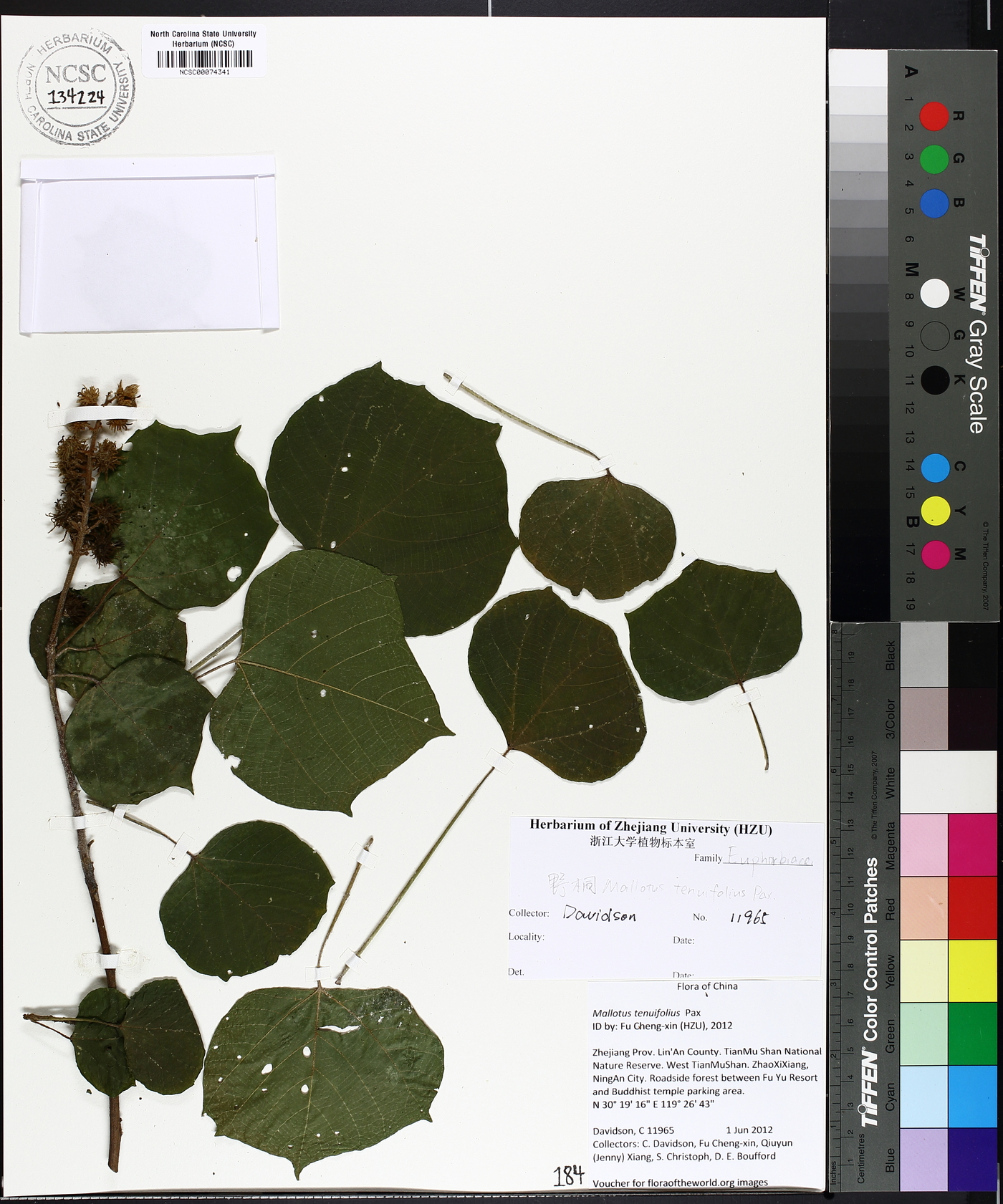 Mallotus tenuifolius image