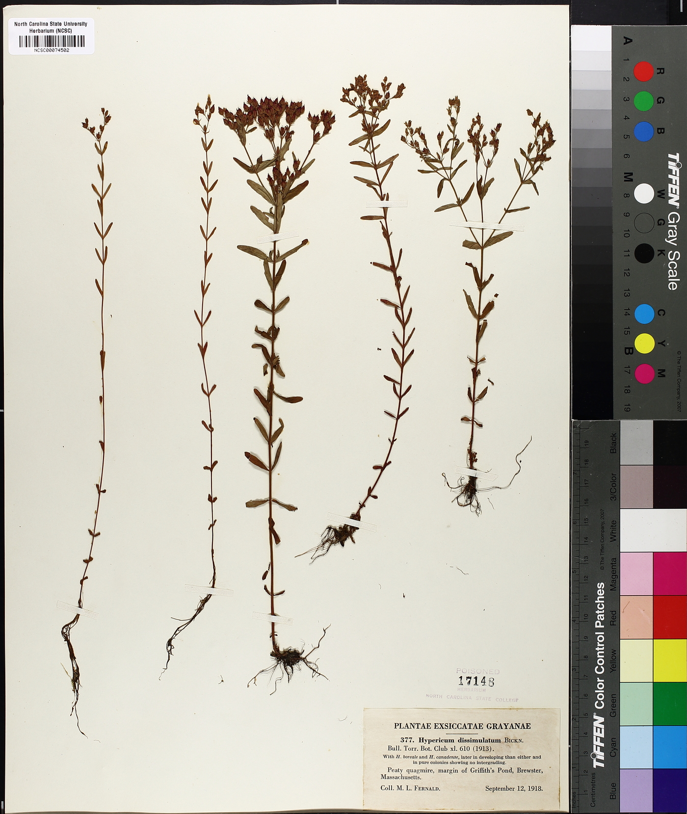 Hypericum dissimulatum image