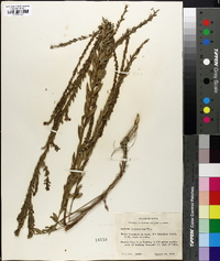 Lythrum lanceolatum image