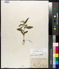 Ludwigia decurrens image