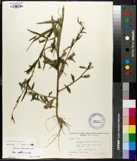 Ludwigia decurrens image