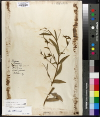 Ludwigia decurrens image
