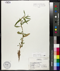 Ludwigia decurrens image