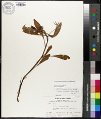 Ludwigia hexapetala image