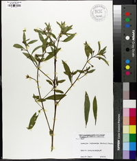 Ludwigia leptocarpa image