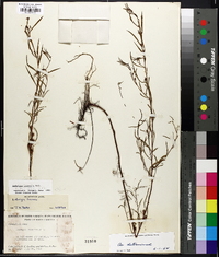 Ludwigia linearis image