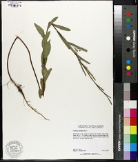 Ludwigia maritima image