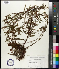 Ludwigia linearis image