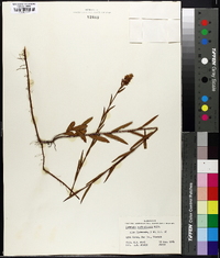 Ludwigia suffruticosa image